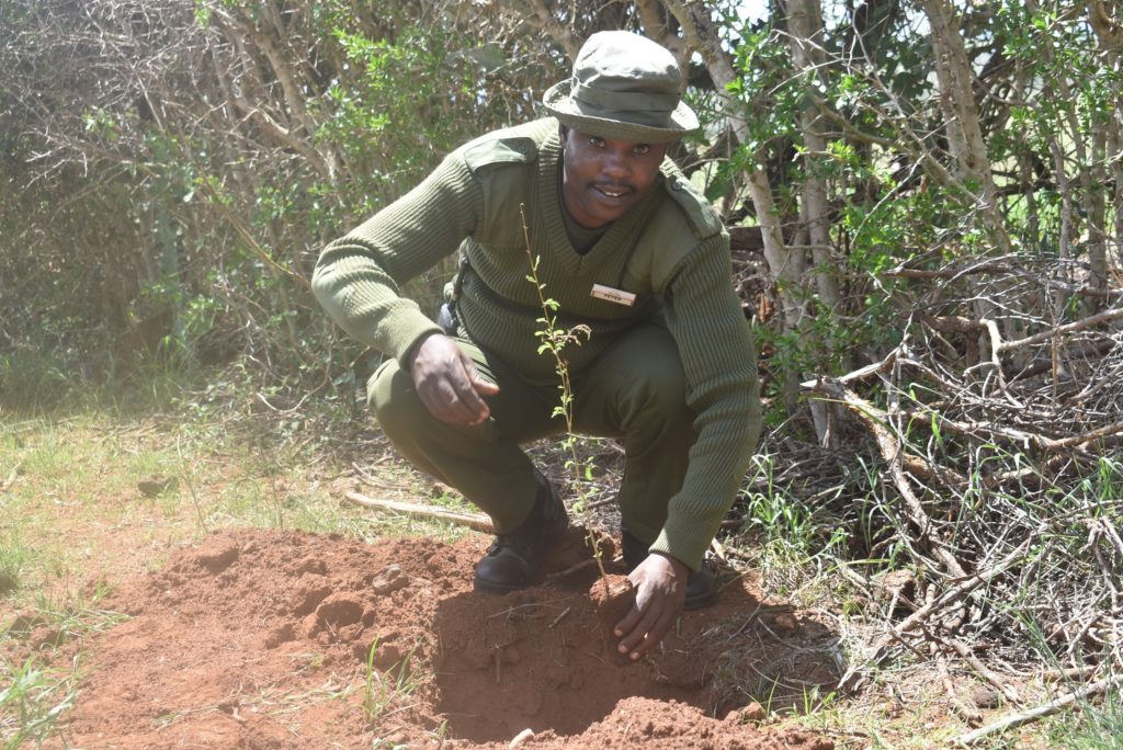 Staff Member participating in the reforestation program