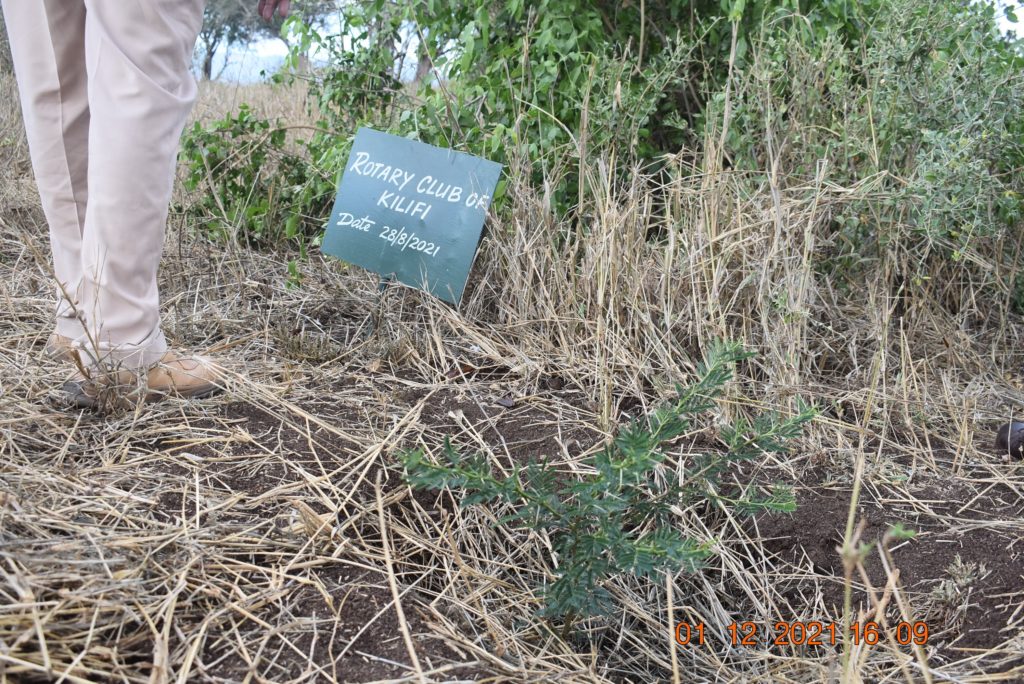 Tree planted by the Rotary Club of Kilifi